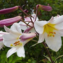 Azucena trompeta 'Regale'